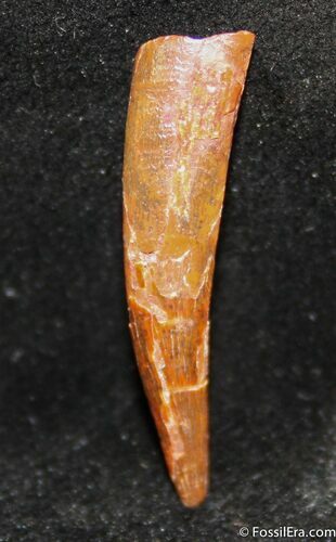 Anhanguera Pterosaur Tooth #1319